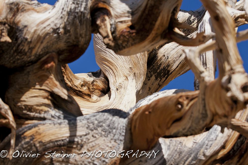 Eastern sierra vert10