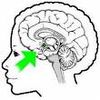 hypothalamus-copie-3.jpg