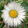photo_bellis_perennis_2.jpg