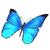 papillon pt-2