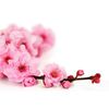tableau-fleur-de-prunier.jpg