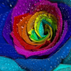cd4cd515.png