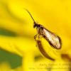 photo-nature-marne-insecte-fleur-jaune-papillon-dore-pissen