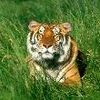 Le tigre dans la peau... Le tigre dans la peau...