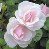 Rose Dior Jardin Granville4
