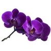 orchidee-violette