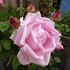 rosier Mme Caroline Testout Clg - mai 2014 - première rose