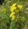 plante-a-identifier-visoflora-7960.jpg
