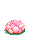 DesseLotus