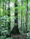 foret-1arbre6-copie-1.jpg