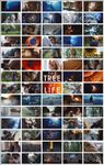 Tree of Life Poster US