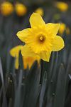 Macro-jonquille-fleur-jaune