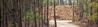 foret_bois-8c71b.jpg