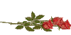 copie-de-roses-rouge-brillante.gif