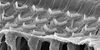 cellules-ciliees_DR-Michel-20Leibovici-20PASTEUR.jpg