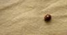 coccinelle