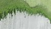 algues vertes