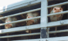 animaux de ferme transport pmaf