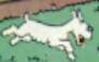 Milou.jpg