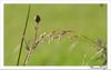 Copy-of-IMG_8411-2.jpg