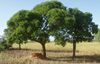 karite arbre1
