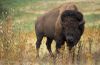 bison-bison_k5680-1.jpg