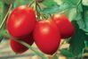 olivette--tomate-.jpg