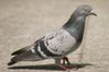 Photo-Pigeon-8.jpg
