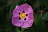 cistus--1--modif.jpg