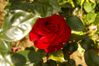 le-grand-8-2011-m.jpg