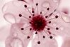fleurcerisierjaponais3836f.jpg