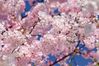 1-avril cerisiers en fleurs