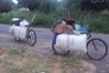 22 vélos chargés de charbon et manioc