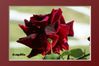 20100604 40 rose rouge