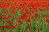 coquelicot.jpg