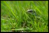 portrait lezard vert foret fontainebleau