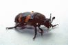 800px-Necrophorus tomentosus