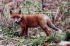 Red fox pup in a forest of Haute-Normandie