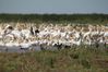 2012 08 04 Lac Manyara - 166