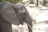 2012 08 04 Lac Manyara - 287