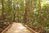 Rainforest walk on Marradja, Dubuji boardwalk (2) (800x533)