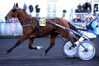timoko.jpg
