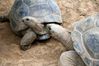 tortues-belgique-