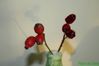 Fleurs 1261