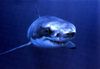 requin_blancld020.jpg
