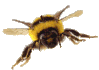 abeille 2
