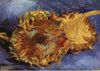 deux tournesols coupés