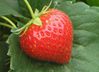 Fraise