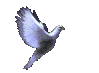 colombe.gif