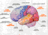 Anatomie du cerveau